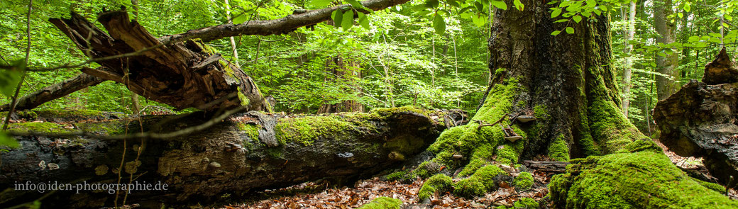  Landschaften und Natur sind meine bevorzugten Motive. Sehen Sie mehr Bilder unter schoenbuchfotografie.de